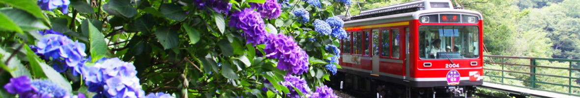 あじさい電車
