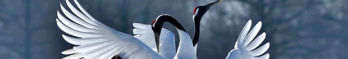 阿寒のタンチョウ