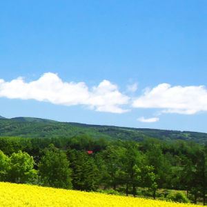 菜の花畑