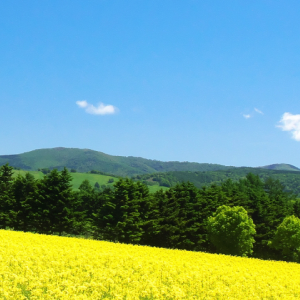 菜の花畑