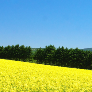 菜の花畑