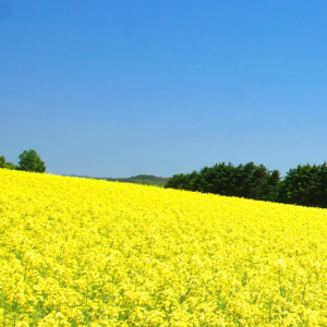 菜の花畑