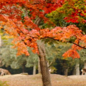 奈良公園の鹿