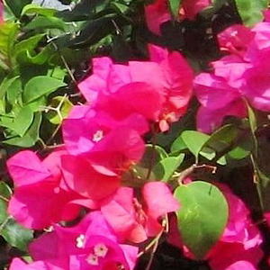 ブーゲンビリア