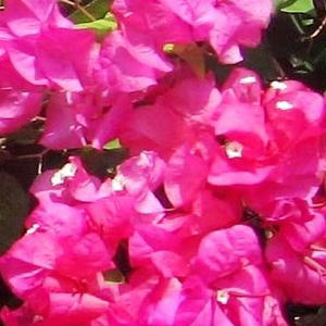 ブーゲンビリア