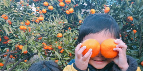 甘夏みかん狩り