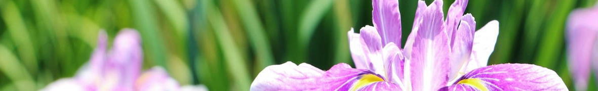 山田池公園の花菖蒲