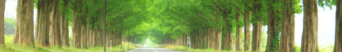 メタセコイア並木