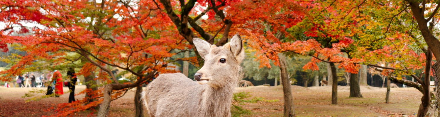 奈良の大仏と名産の柿