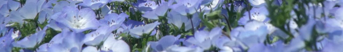 国営ひたち海浜公園