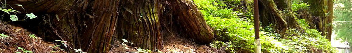 日光杉並木街道