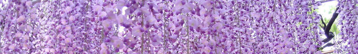 足利フラワーパークの藤