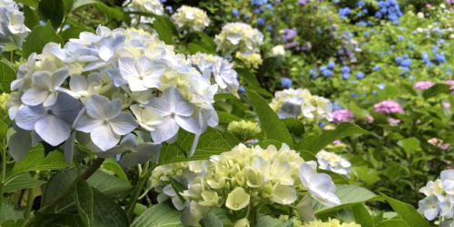 護摩堂山のあじさい