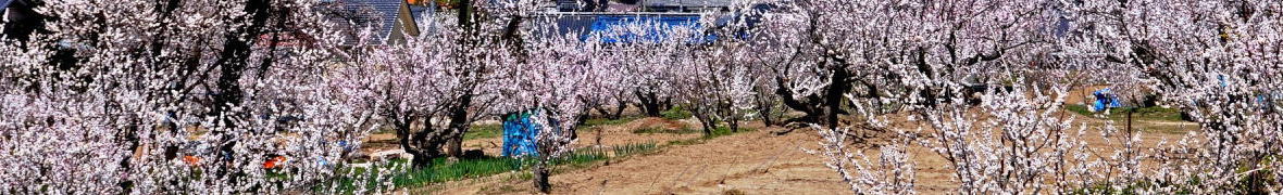 千曲市あんずの里