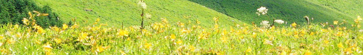 車山のニッコウキスゲ