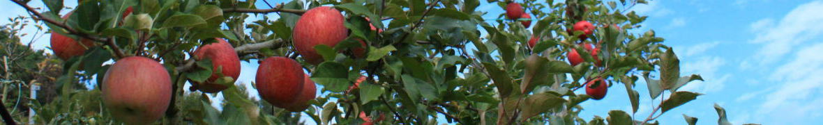 飯田りんご並木