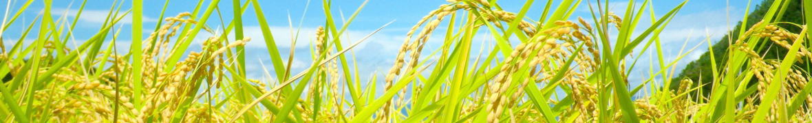 首を垂れるお米