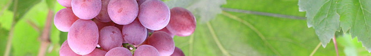 ぶどう郷
