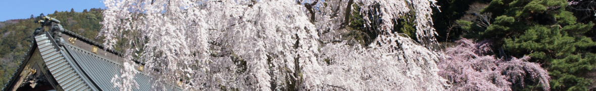 身延山久遠寺しだれ桜