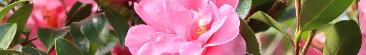 筑後市の花・サザンカ