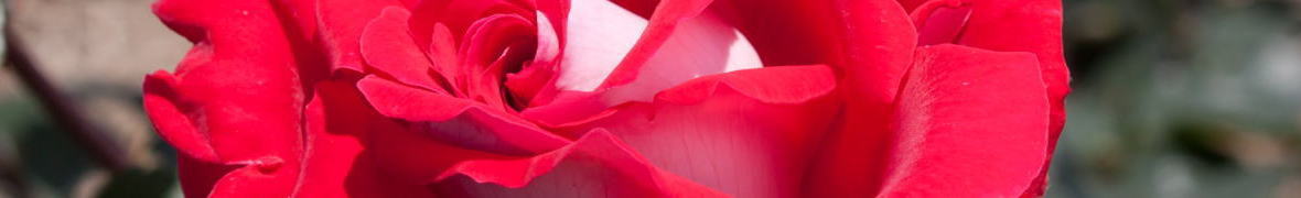 プリンセスかのや