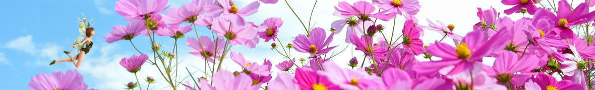 野井倉開田コスモスロード