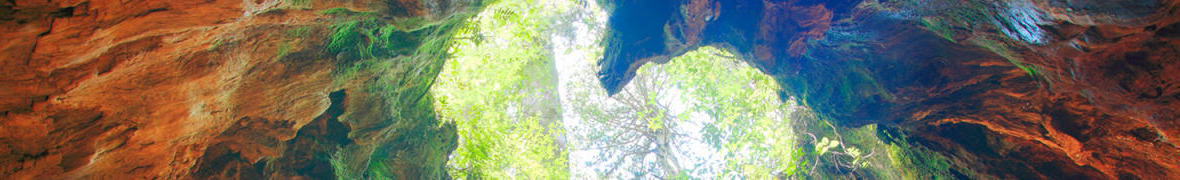 屋久杉の切り株