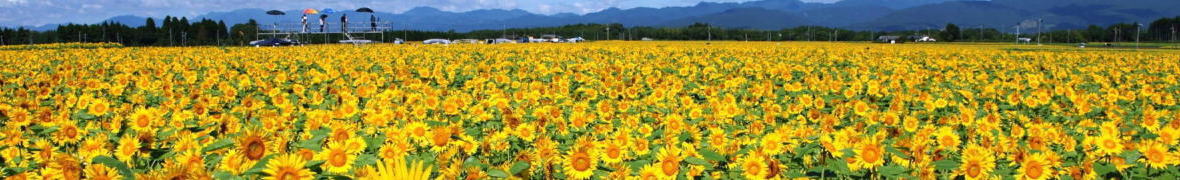 高鍋染ヶ丘のひまわり畑