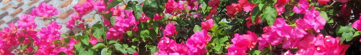 ブーゲンビリヤ