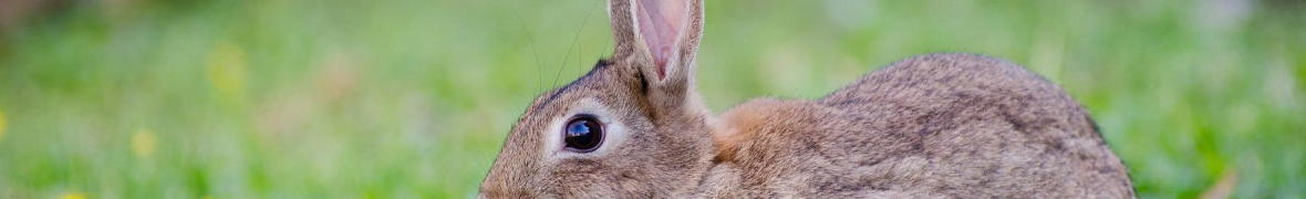 大久野島のウサギ