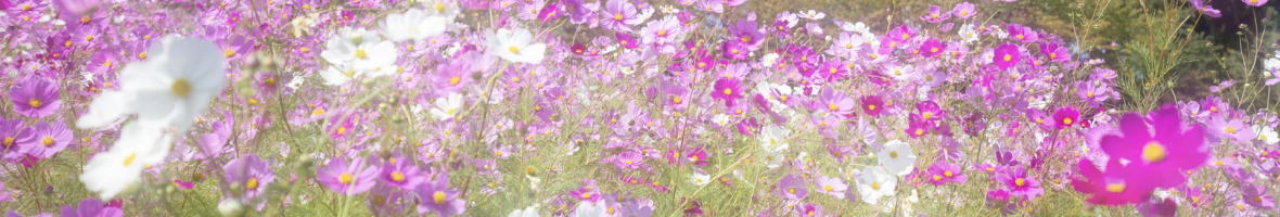 笠岡湾干拓地のコスモス畑