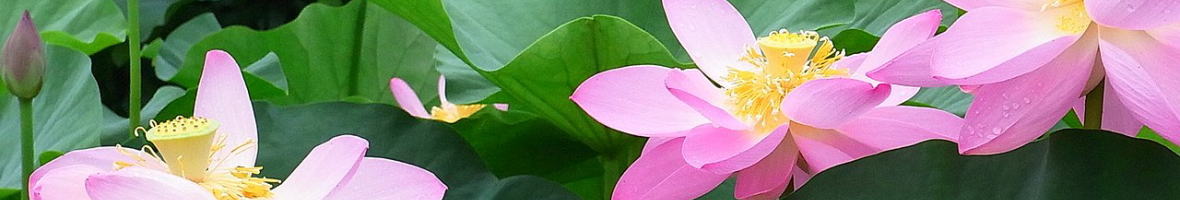 千葉公園の大賀ハス