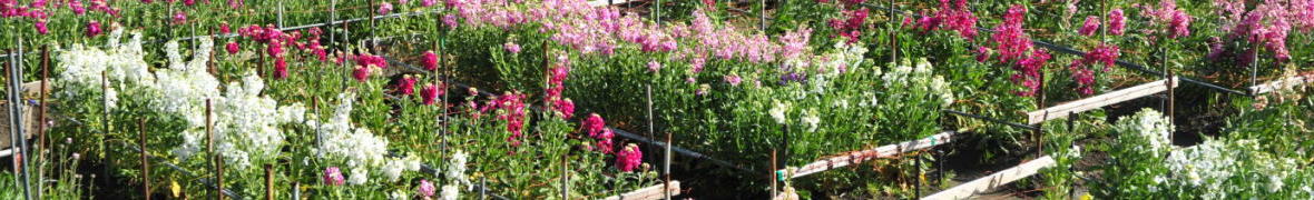 南房総市・白間津の花畑