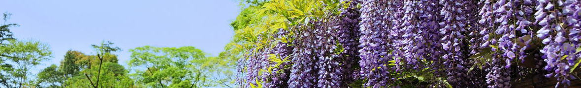 春日部の牛島の藤