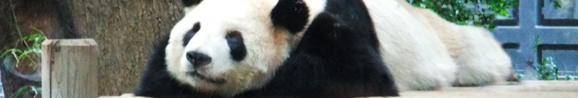 上野動物園のパンダ