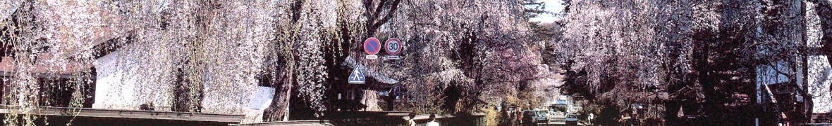 角館武家屋敷の桜