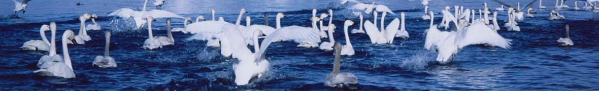 猪苗代湖の白鳥