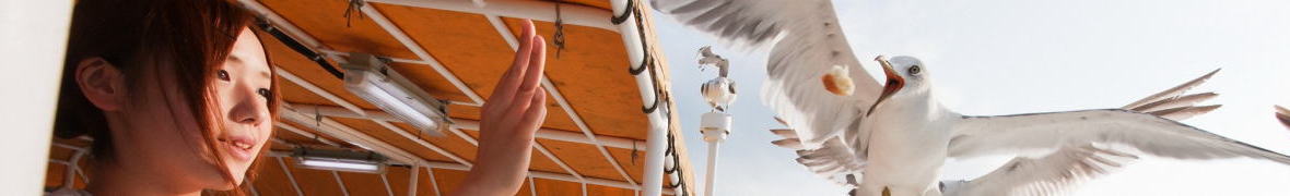 みやこ浄土ヶ浜遊覧船・ウミネコ