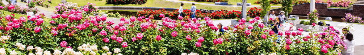 東沢バラ公園
