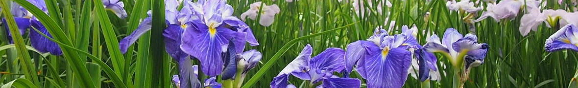 八橋かきつばた園