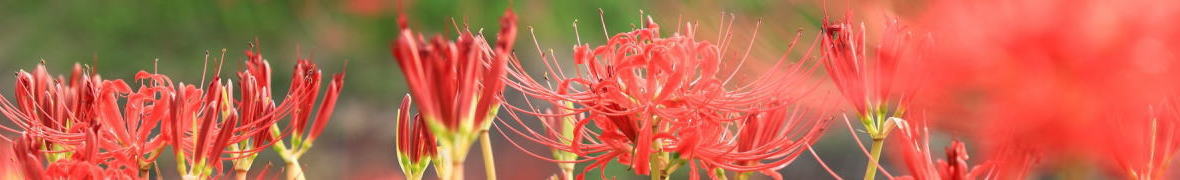 矢勝川の彼岸花堤