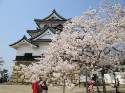彦根城の桜