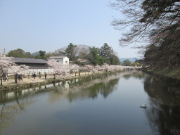 長浜城の桜
